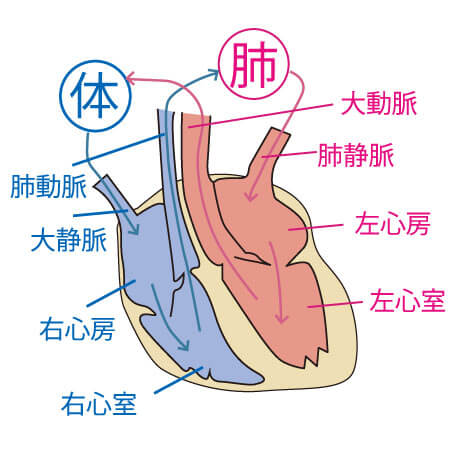 心臓循環